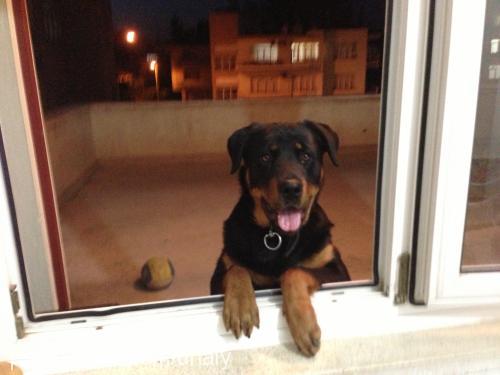 efe Erkek Rottweiler