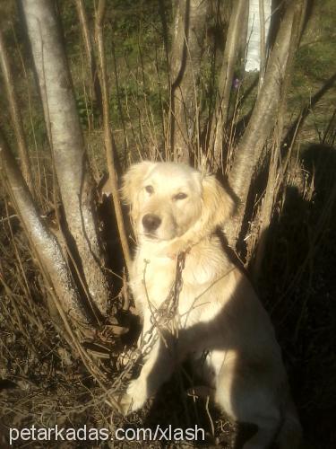 zaza Erkek Golden Retriever