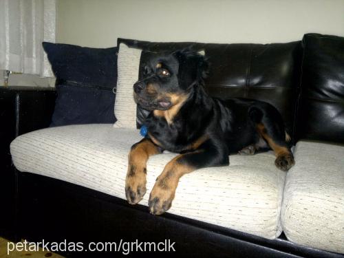 zeus Erkek Rottweiler