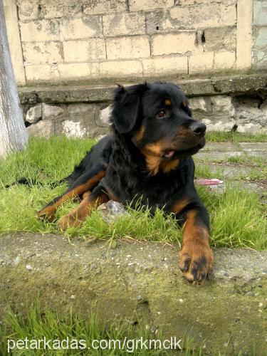 zeus Erkek Rottweiler