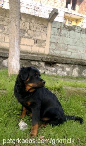 zeus Erkek Rottweiler