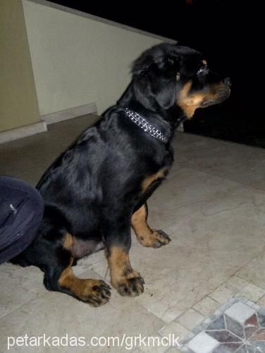 zeus Erkek Rottweiler