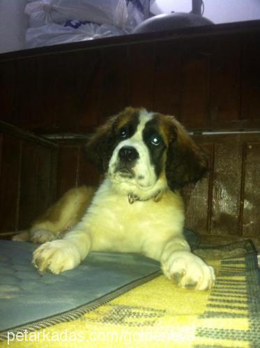 st.king Erkek St. Bernard (Saint Bernard)