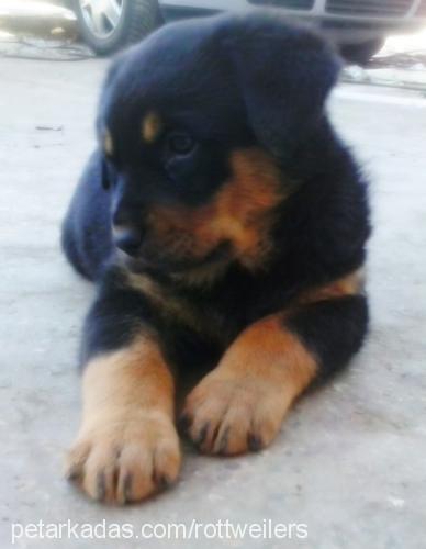 rottonya Dişi Rottweiler