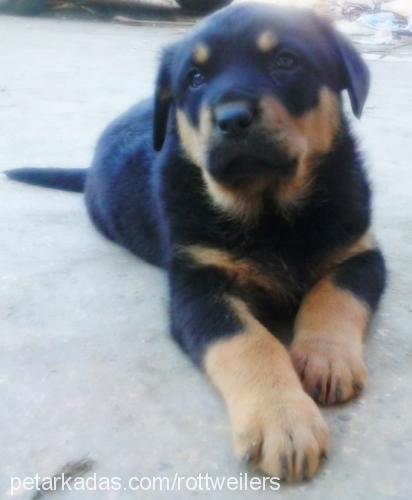 rottonya Dişi Rottweiler