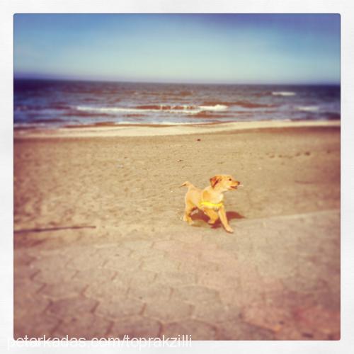 toprak Dişi Golden Retriever