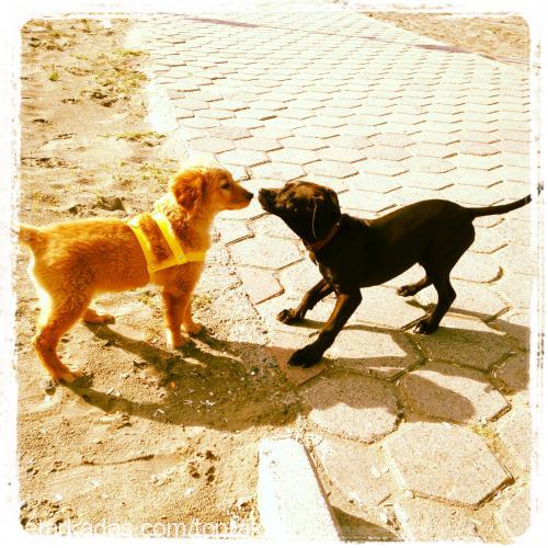 toprak Dişi Golden Retriever