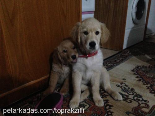 toprak Dişi Golden Retriever