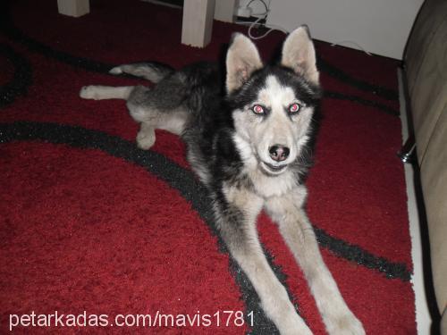 maviş Dişi Sibirya Kurdu (Husky)