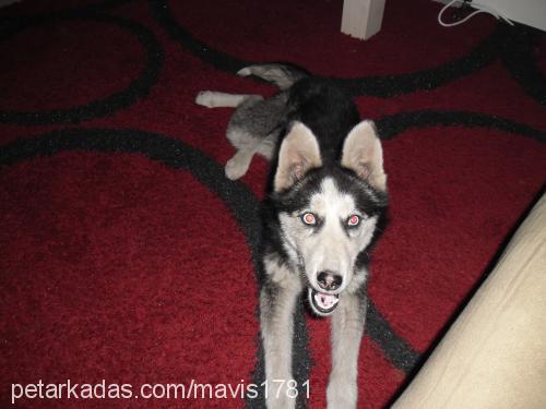 maviş Dişi Sibirya Kurdu (Husky)