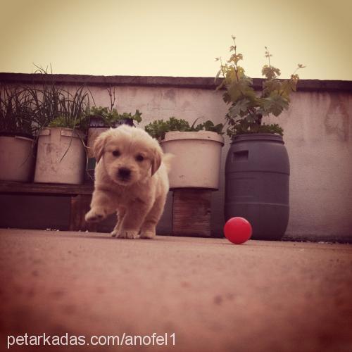 Çilek Dişi Golden Retriever