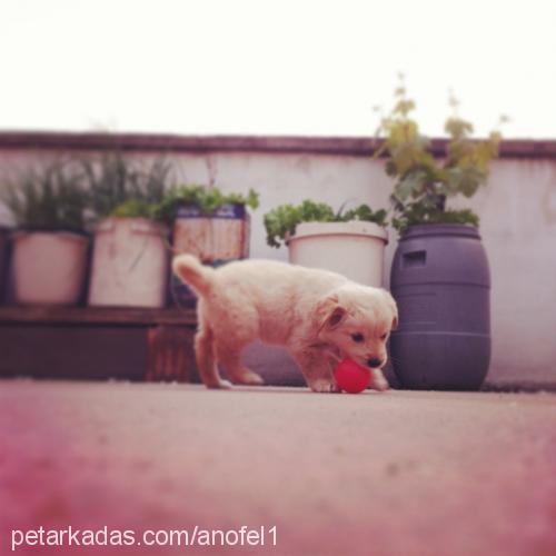 Çilek Dişi Golden Retriever