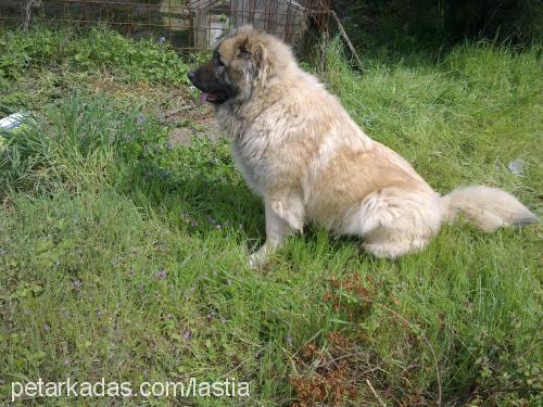 lastia Dişi Kars Çoban Köpeği