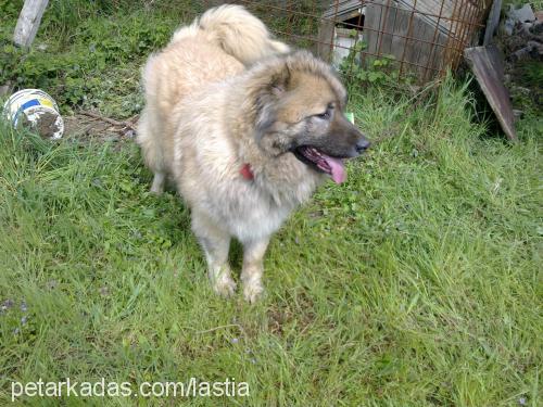 lastia Dişi Kars Çoban Köpeği