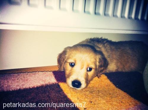 ares Erkek Golden Retriever