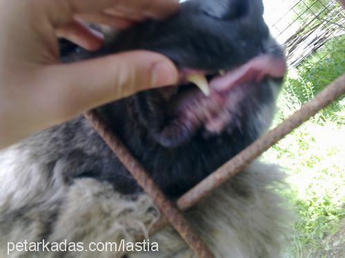 lastia Dişi Kars Çoban Köpeği