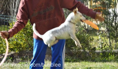 bubble Dişi Jack Russell Terrier