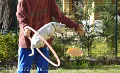 bubble Dişi Jack Russell Terrier