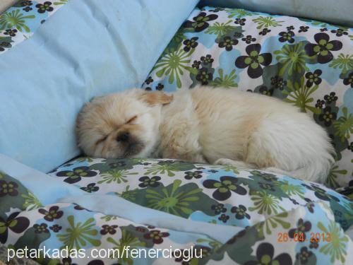 badem Dişi Pekingese