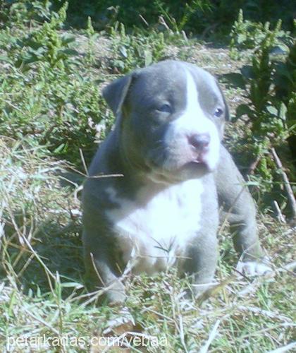 aron Erkek Amerikan Staffordshire Terrier