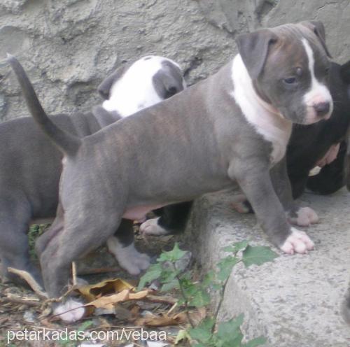 aron Erkek Amerikan Staffordshire Terrier