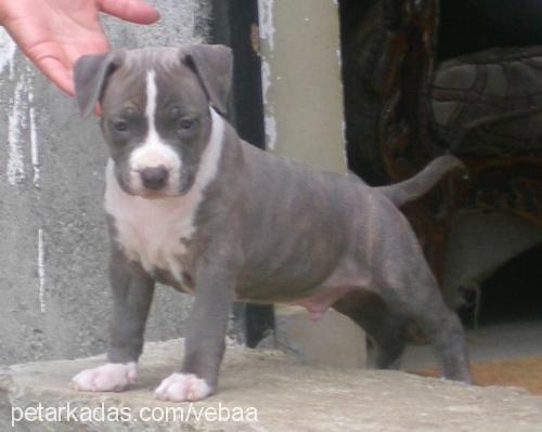 aron Erkek Amerikan Staffordshire Terrier