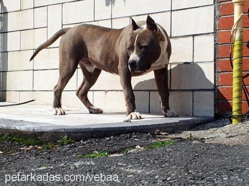 aron Erkek Amerikan Staffordshire Terrier