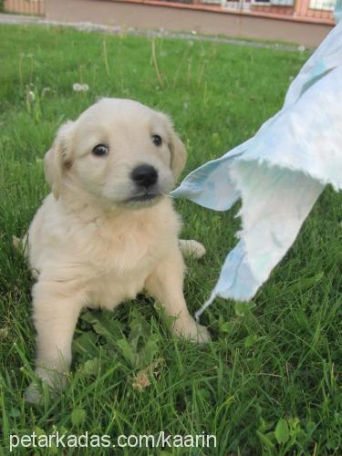 karin Dişi Labrador Retriever