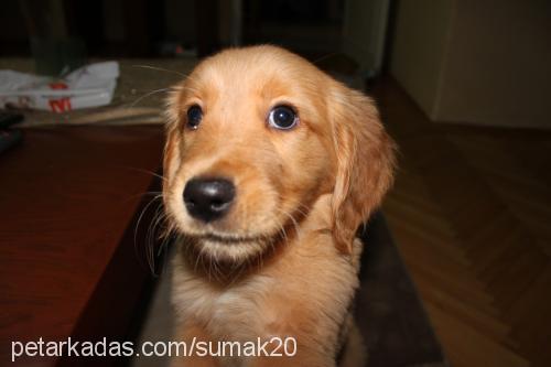 sumak Dişi Golden Retriever