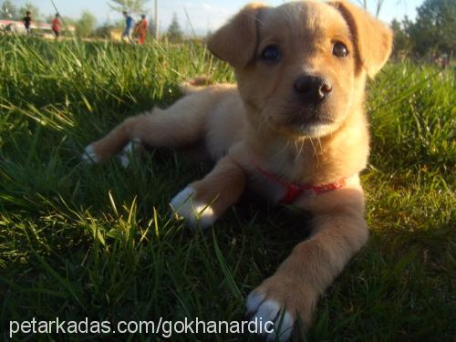 kızım Dişi Jack Russell Terrier