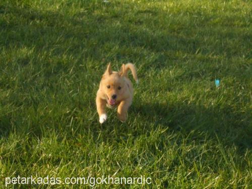 kızım Dişi Jack Russell Terrier