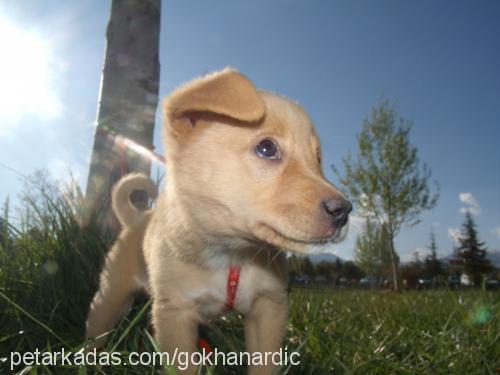 kızım Dişi Jack Russell Terrier