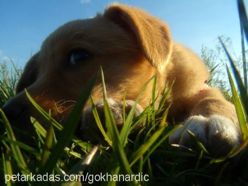 kızım Dişi Jack Russell Terrier