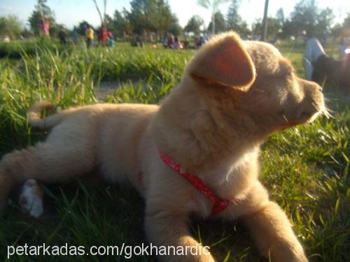 kızım Dişi Jack Russell Terrier