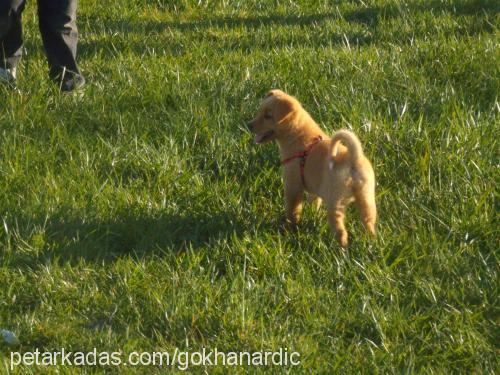 kızım Dişi Jack Russell Terrier