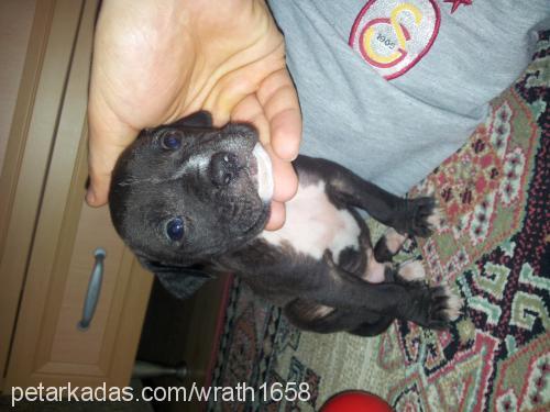 raven Erkek Amerikan Staffordshire Terrier