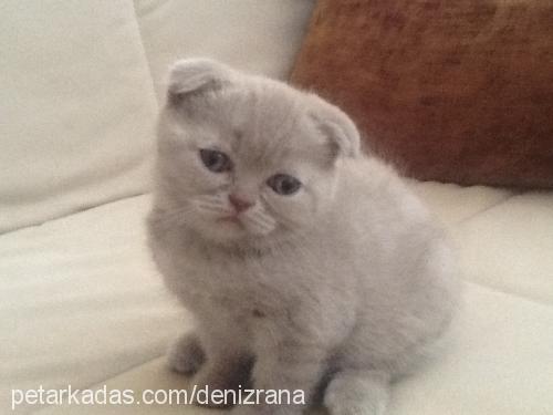 kızım Dişi Scottish Fold