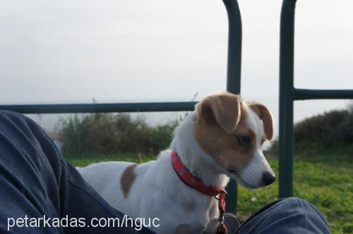 bubble Dişi Jack Russell Terrier