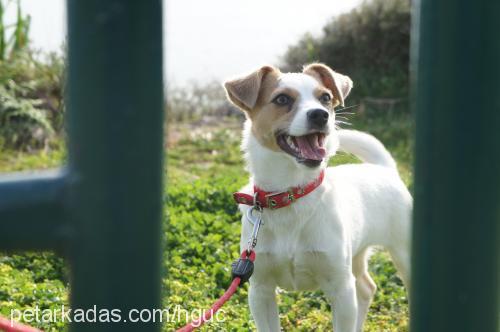 bubble Dişi Jack Russell Terrier