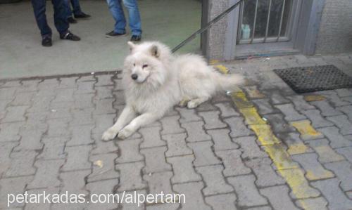 alex Erkek Samoyed