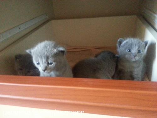 bebelerrr Dişi British Shorthair