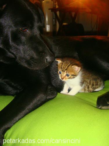 dark Erkek Labrador Retriever