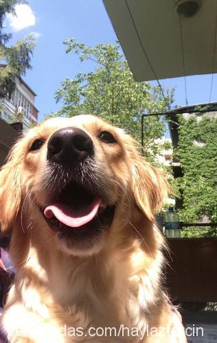 tarçın Dişi Golden Retriever