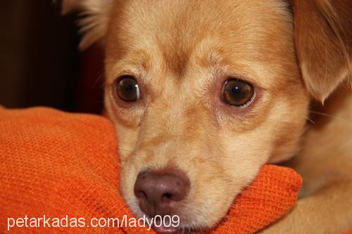 lady Dişi Russian Spaniel