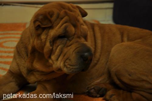 paspas Dişi Çin Shar-Pei