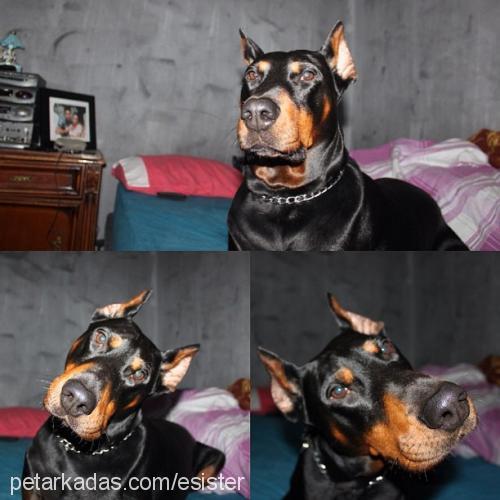 godric Erkek Doberman Pinscher