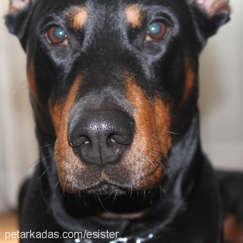 godric Erkek Doberman Pinscher