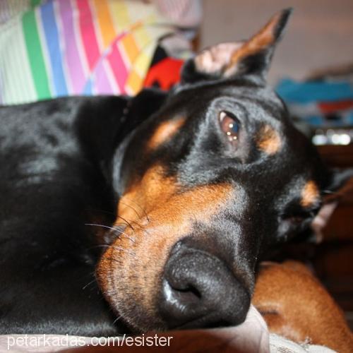 godric Erkek Doberman Pinscher