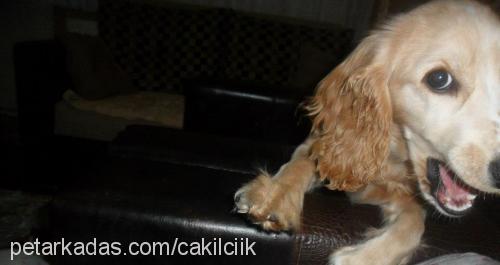 Çakil Erkek Amerikan Cocker Spaniel