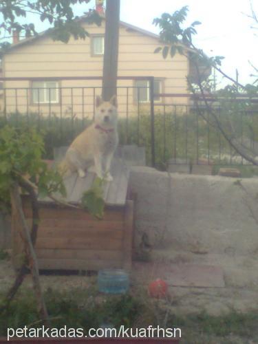 daisy Dişi Sibirya Kurdu (Husky)